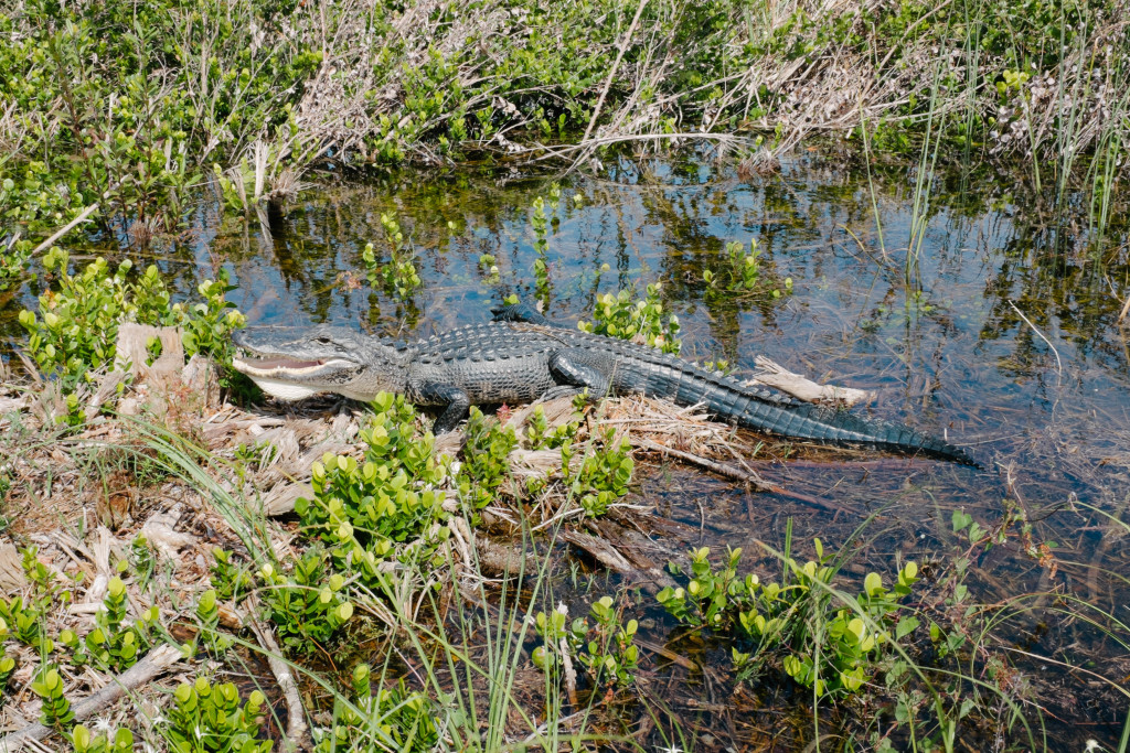 Along the Shark Valley Trail