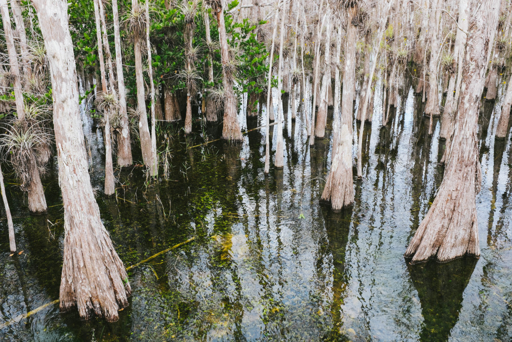 Big Cypress National Preserve