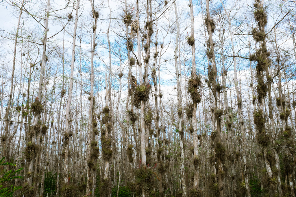 Big Cypress National Preserve