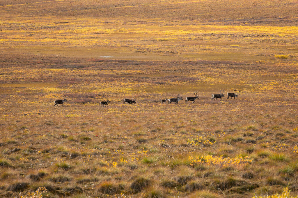 The Dalton Highway