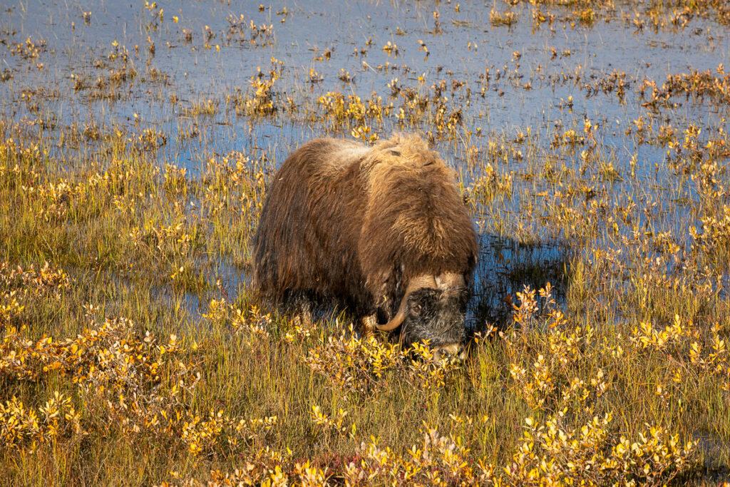 The Dalton Highway