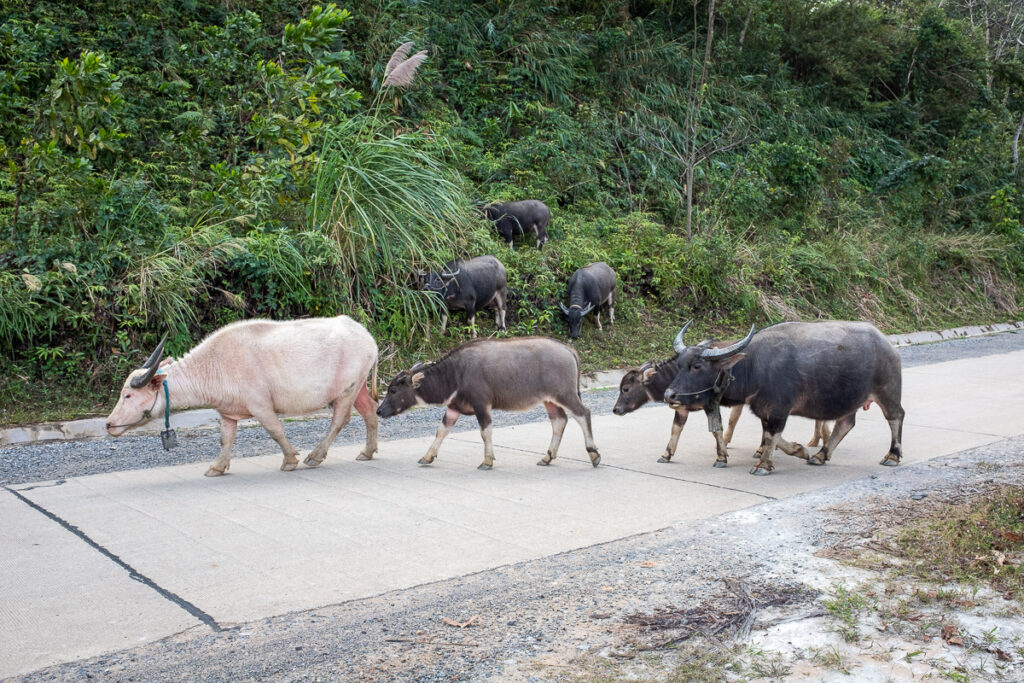 Exploring Vietnam's Ho Chi Minh Road by Motorbike